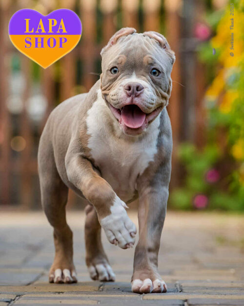 триколорный американский булли