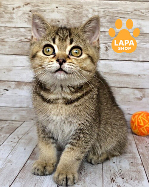 тикована британська короткошерста