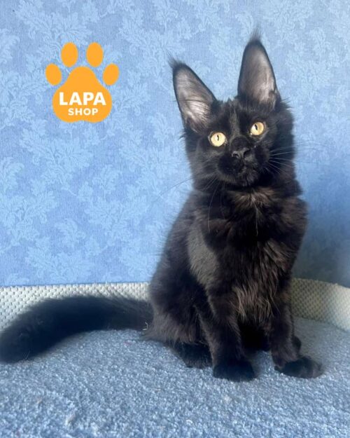 чорний мейн-кун