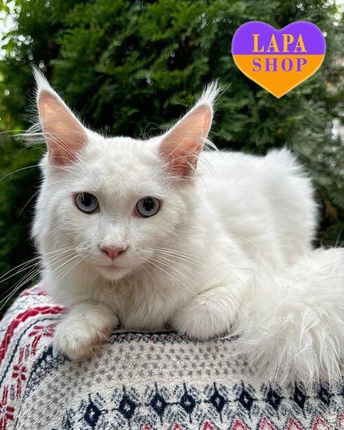 білосніжна кішка мейн-кун