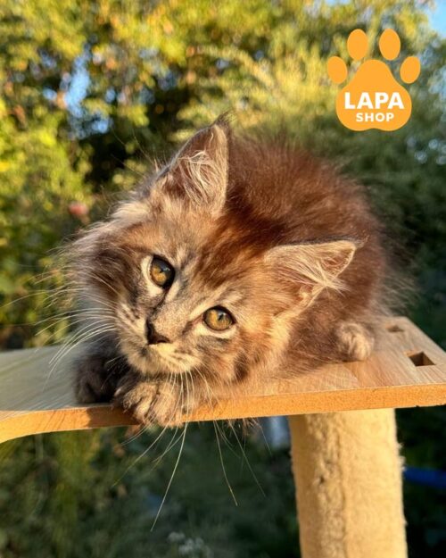 серебристо-тигровая кошка мейн-кун