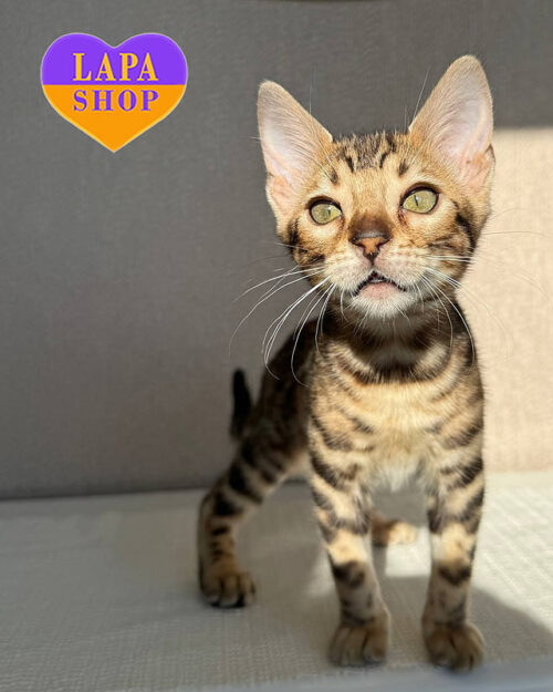 бенгальська кішка