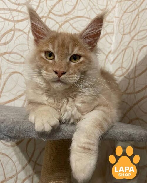 сріблясто-рудий мейн-кун