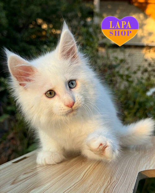 білосніжний мейн-кун