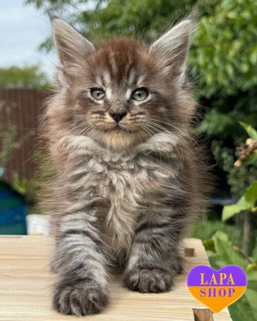 tiger Maine Coon <br> <br> <br>