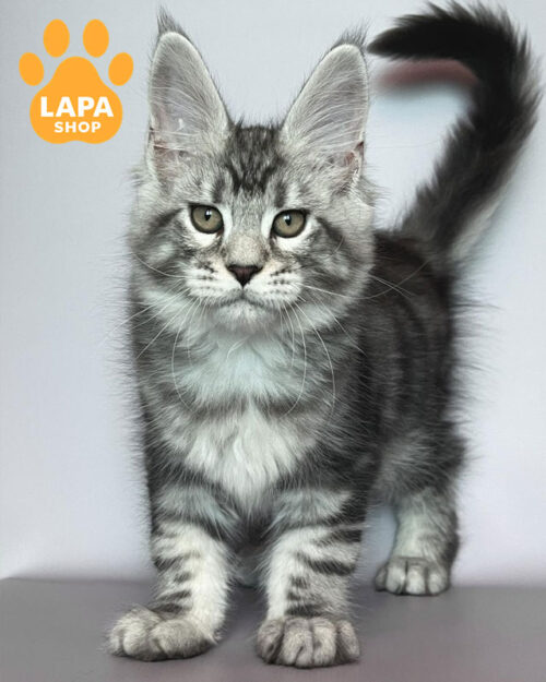 сріблясто-мармуровий мейн-кун