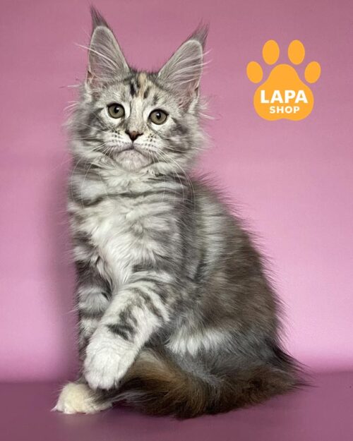 сріблясто-черепахова кішка мейн-кун