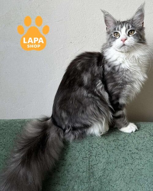 мармурова кішка мейн-ку