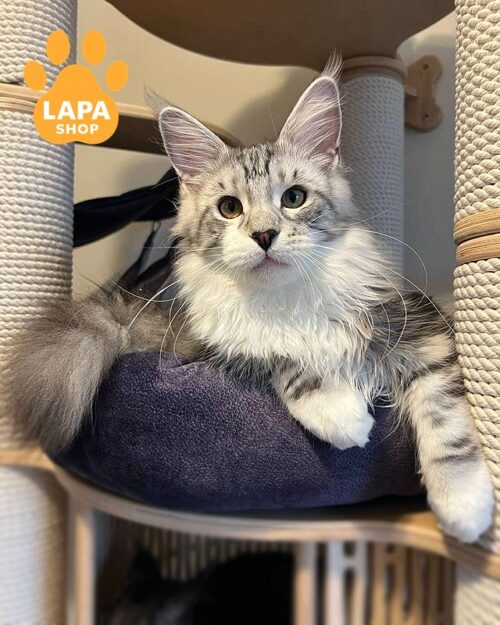 мармурово-білий мейн-кун