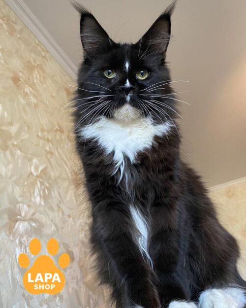 чорно-білий мейн-кун