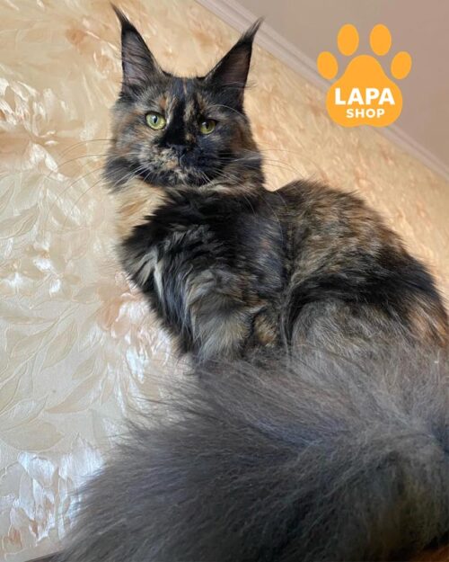 черепахова кішка мейн-кун