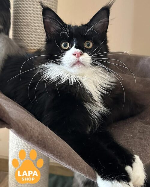 чорно-білий мейн-кун