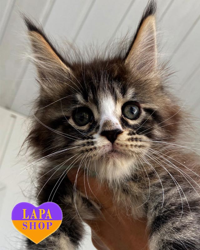 мраморно-белый мейн-кун