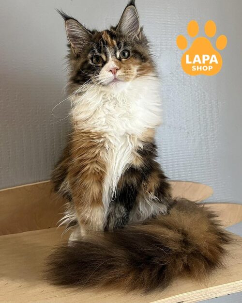 черепахово-біла мейн-кун