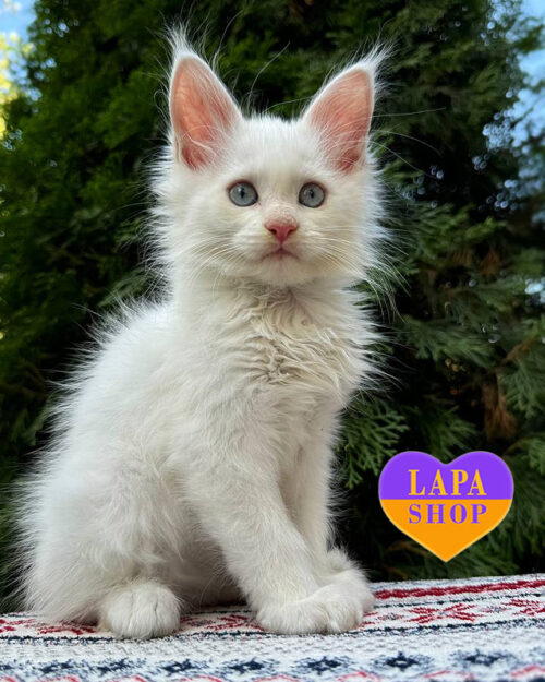 snow-white Maine Coon kitty