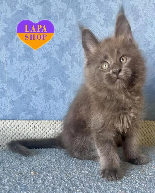 blue smoke Maine Coon