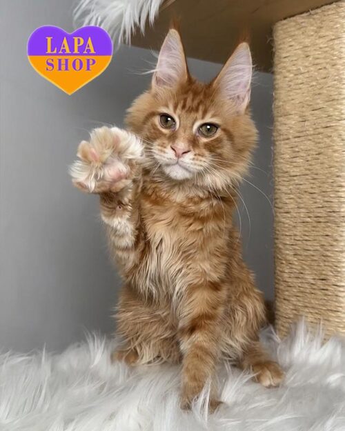 spotted red Maine Coon