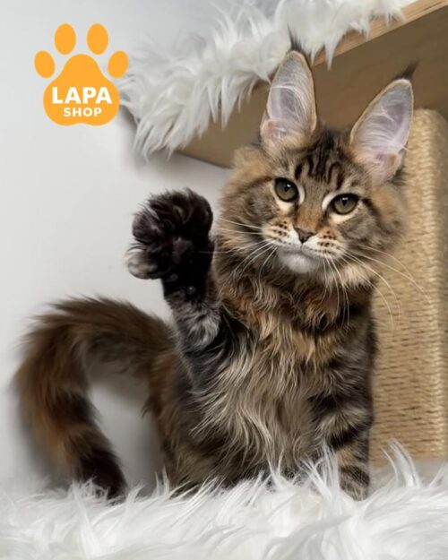 черепахово-мармурова кішка мейн-кун