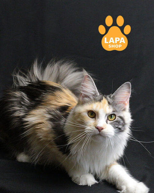 Лиза – грациозная красавица породы мейн-кун в роскошной шубке