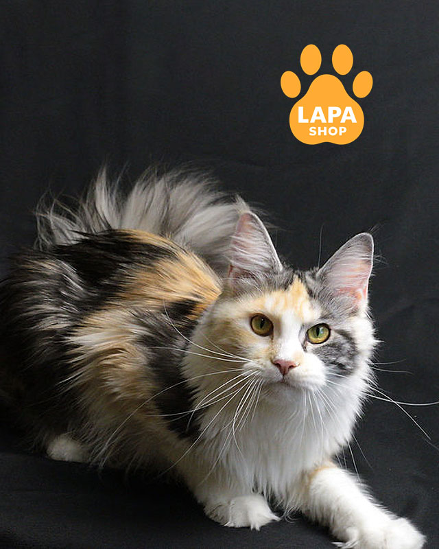 Порода кошек мейн-кун: плюсы и минусы, характер и особенности mco lisa