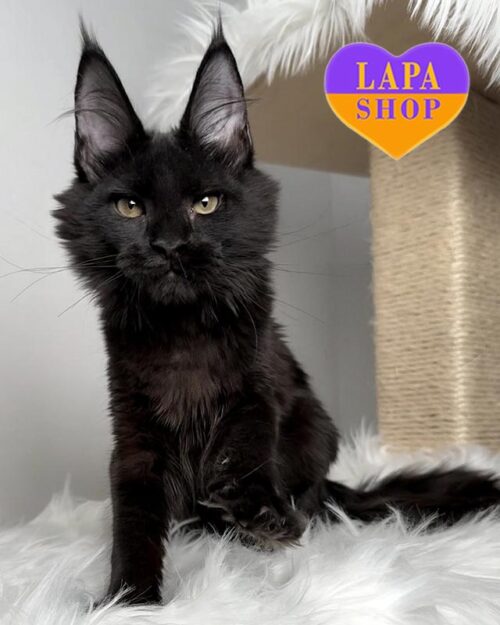 чорна кішка мейн-кун