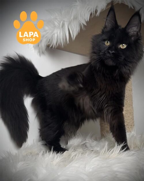 чорна кішка мейн-кун