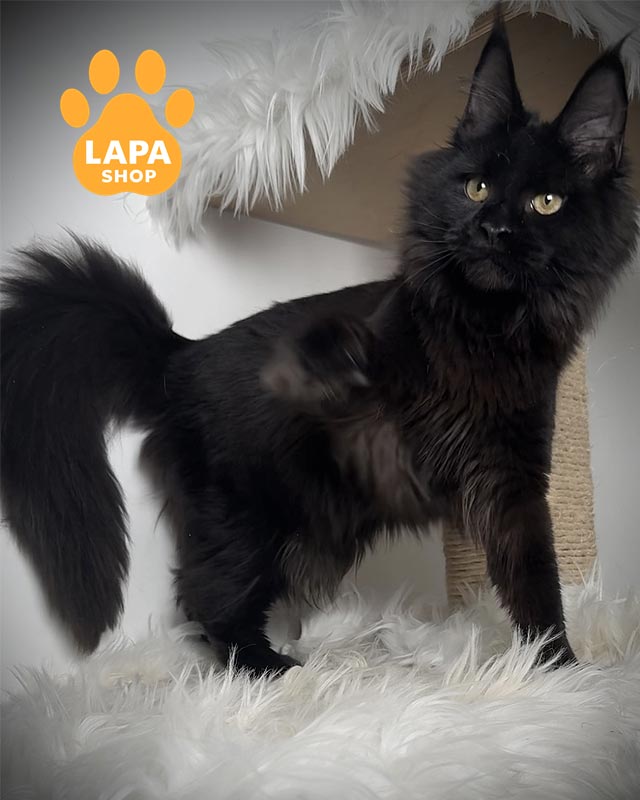 чорна кішка мейн-кун