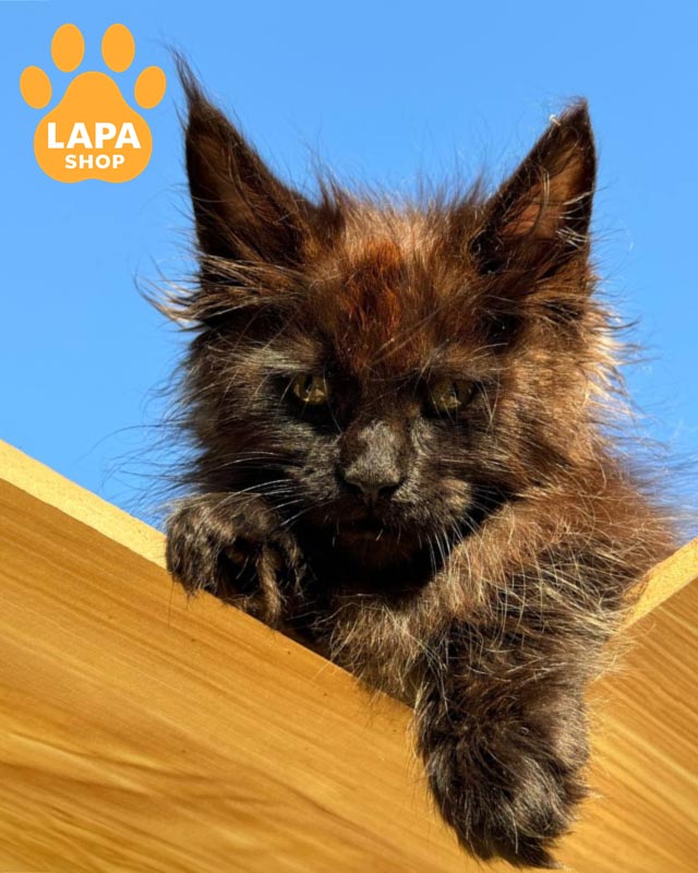 черная кошка мейн-кун