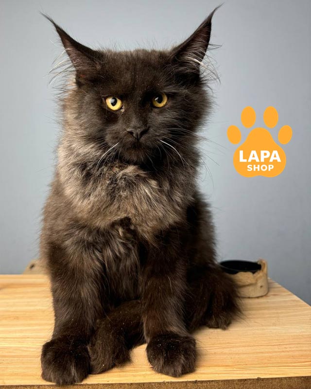 чорна кішка мейн-кун