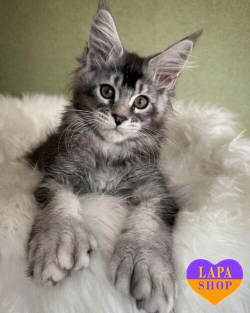 мейн-кун полидакт