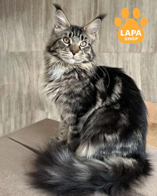 мармуровий мейн-кун