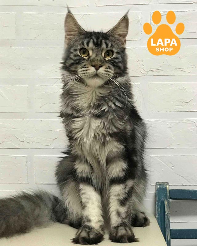 сріблясто-мармурова кішка мейн-кун