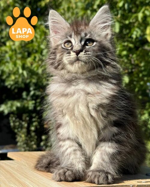 сріблясто-тигрова кішка мейн-кун