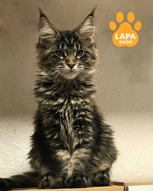 тигрова кішка мейн-кун