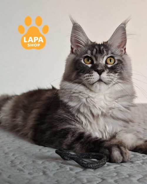 сріблясто-мармурова кішка мейн-куй