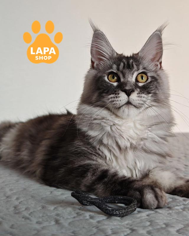 сріблясто-мармурова кішка мейн-куй