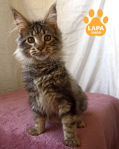 мармурова кішка мейн-кун