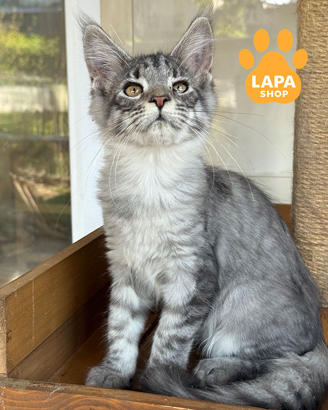 чорний сріблястий мейн-кун