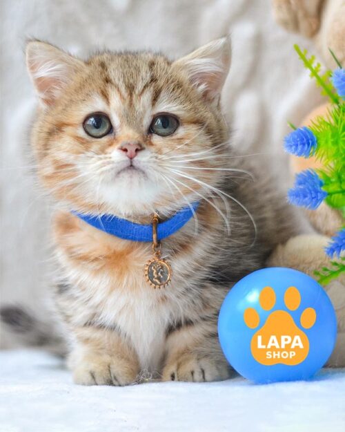 мармурово-золотий манчкін