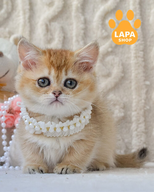 золота тикована кішка манчкін