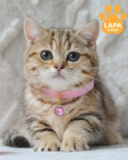 мармурово-золота кішка манчкін