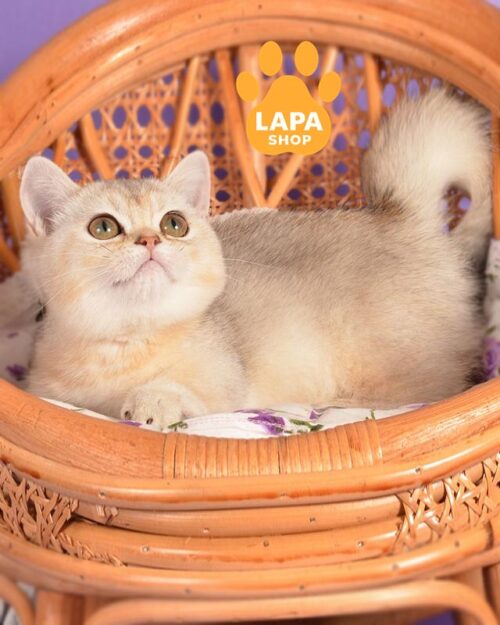 кішка манчкін