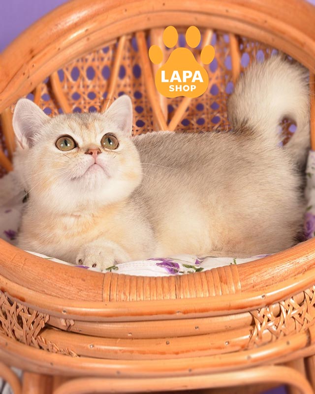 кішка манчкін