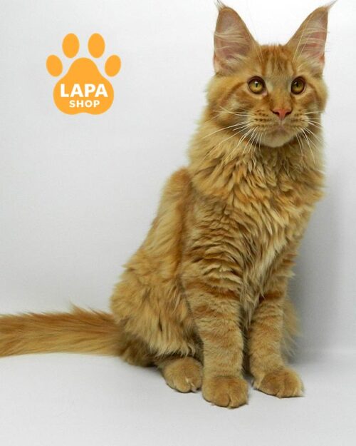 рудий мейн-кун