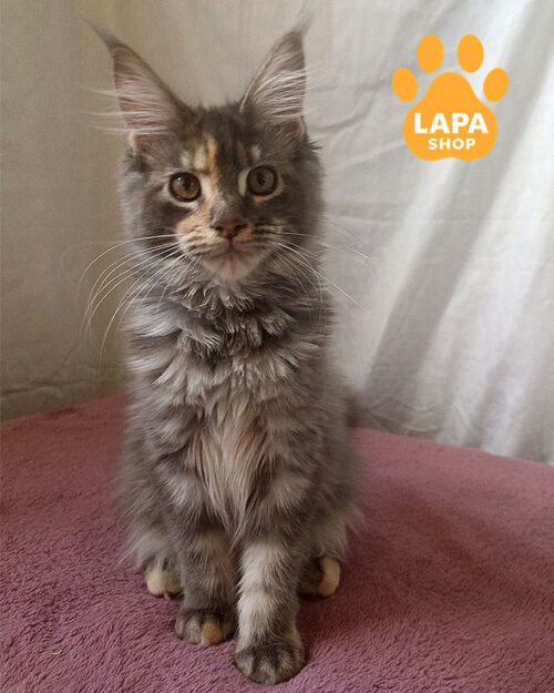 черепахово-срібляста кішка мейн-кун