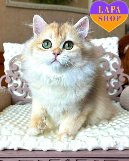 британська довгошерста забарвлення золота шиншила