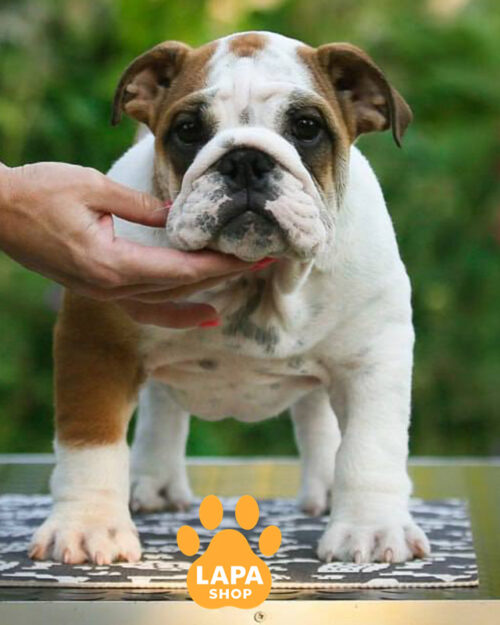 red and white English bulldog