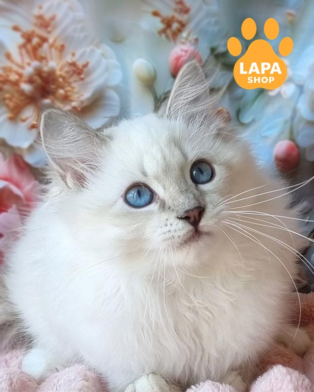 невська маскарадна кішка