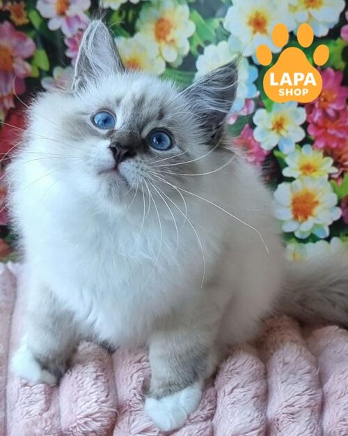 котик породи невська маскарадна