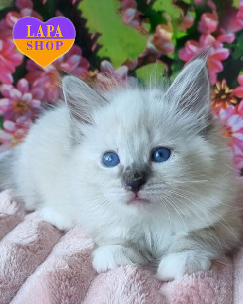 невська маскарадна кішка